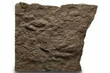Shale with Two Dinosaur (Grallator) Footprints - Massachusetts #383427-1